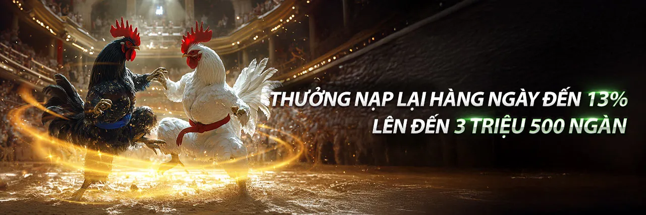 Hình ảnh đá gà bịp tại sân đấu sôi động